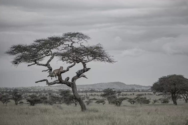 Lion In The Evening