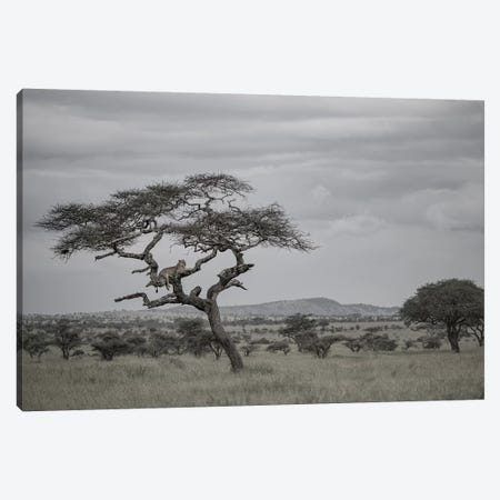 Lion In The Evening Canvas Print #JOR147} by Anders Jorulf Canvas Artwork