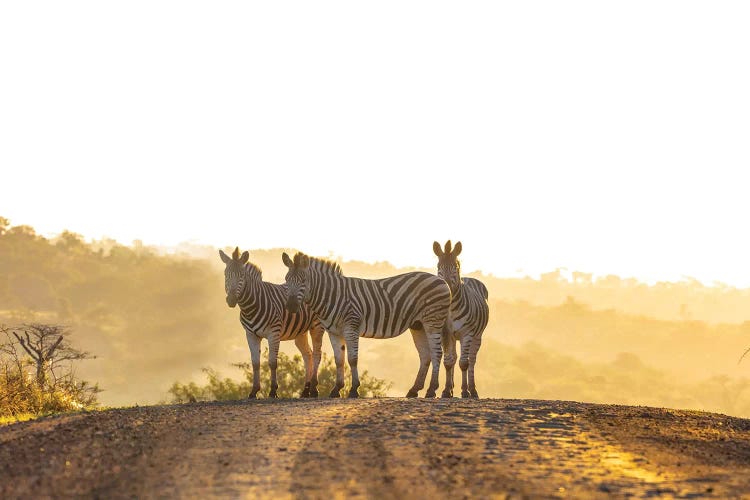 Zebras In Africa