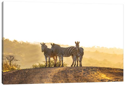 Zebras In Africa Canvas Art Print - Anders Jorulf
