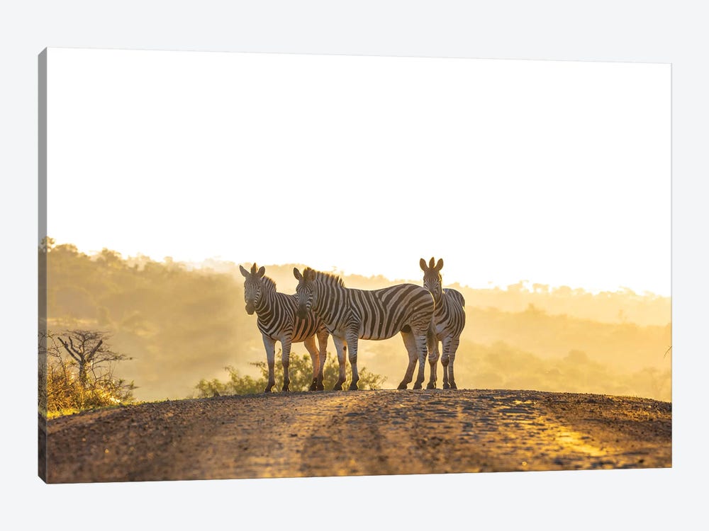 Zebras In Africa by Anders Jorulf 1-piece Canvas Artwork