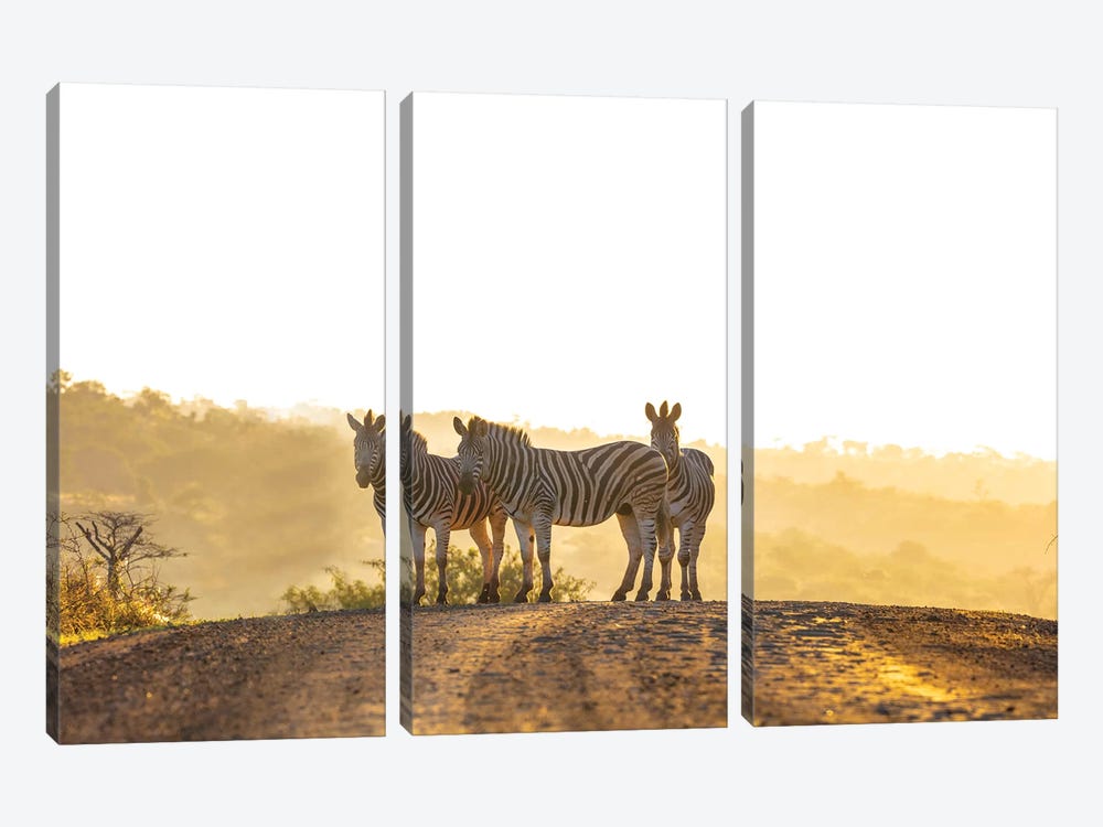 Zebras In Africa by Anders Jorulf 3-piece Canvas Art