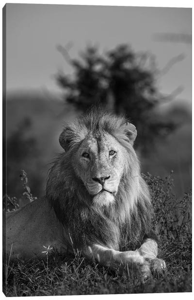 Lionking Canvas Art Print - Anders Jorulf