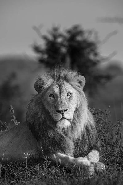 Anders Jorulf: Lionking by Anders Jorulf