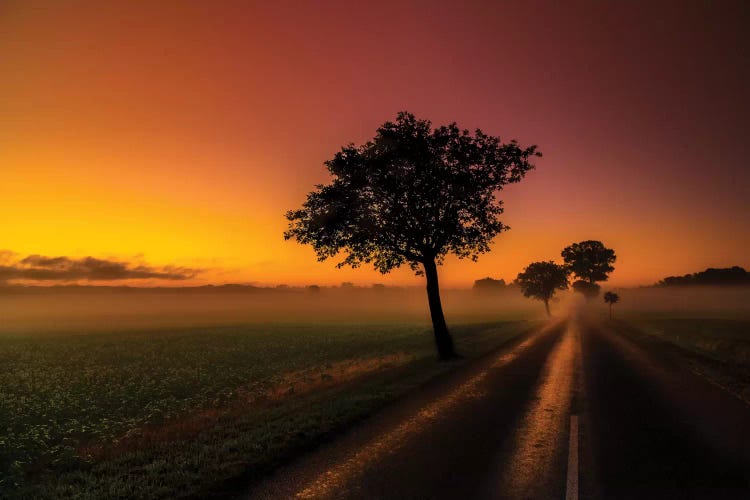 Morning by Anders Jorulf wall art