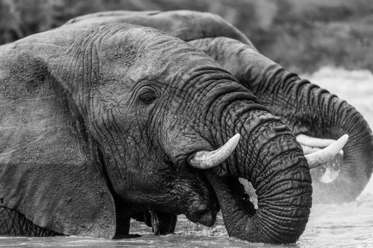 Bathing Elephants