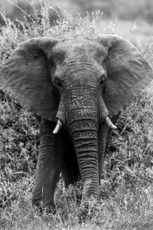 Elephant In The Bush