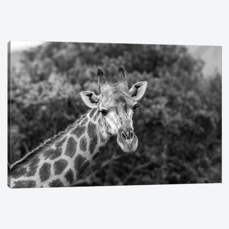 Look At Me, I'm Handsome Canvas Print #JOR56} by Anders Jorulf Canvas Artwork