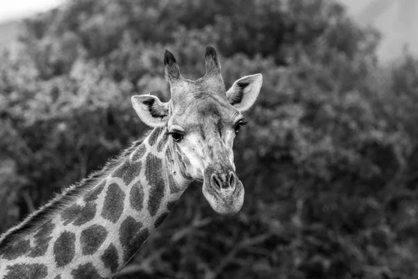 Giraffes: Look At Me, I'm Handsome by Anders Jorulf