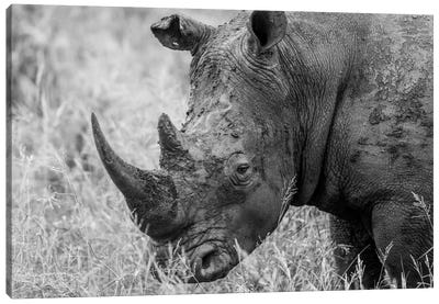 Rhino's Male Canvas Art Print - Rhinoceros Art