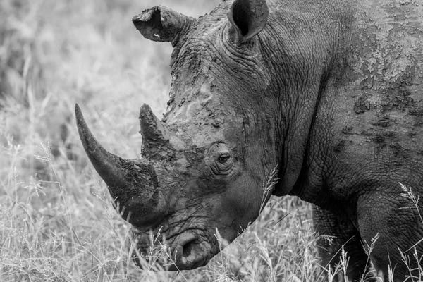 Rhinoceroses: Rhino's Male by Anders Jorulf