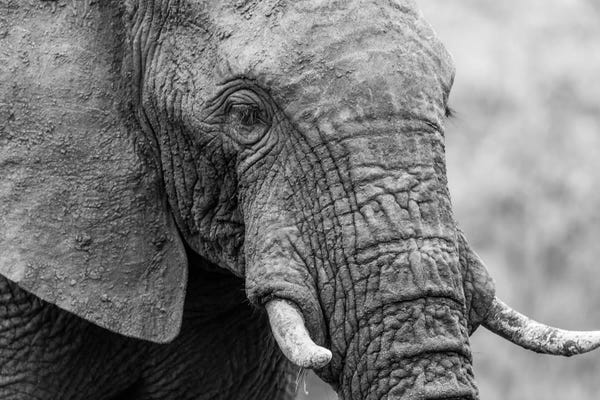 Anders Jorulf: Sleeping Elephant by Anders Jorulf