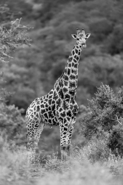 Stately Giraffe by Anders Jorulf art print