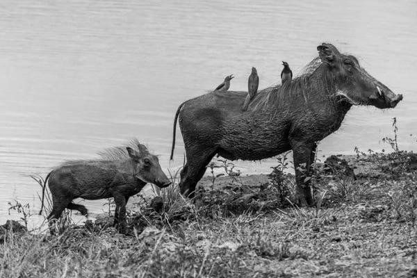 Pigs: The Family by Anders Jorulf