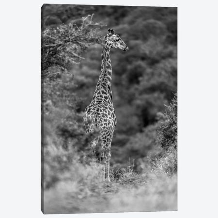 The Young Giraffe Canvas Print #JOR61} by Anders Jorulf Canvas Artwork