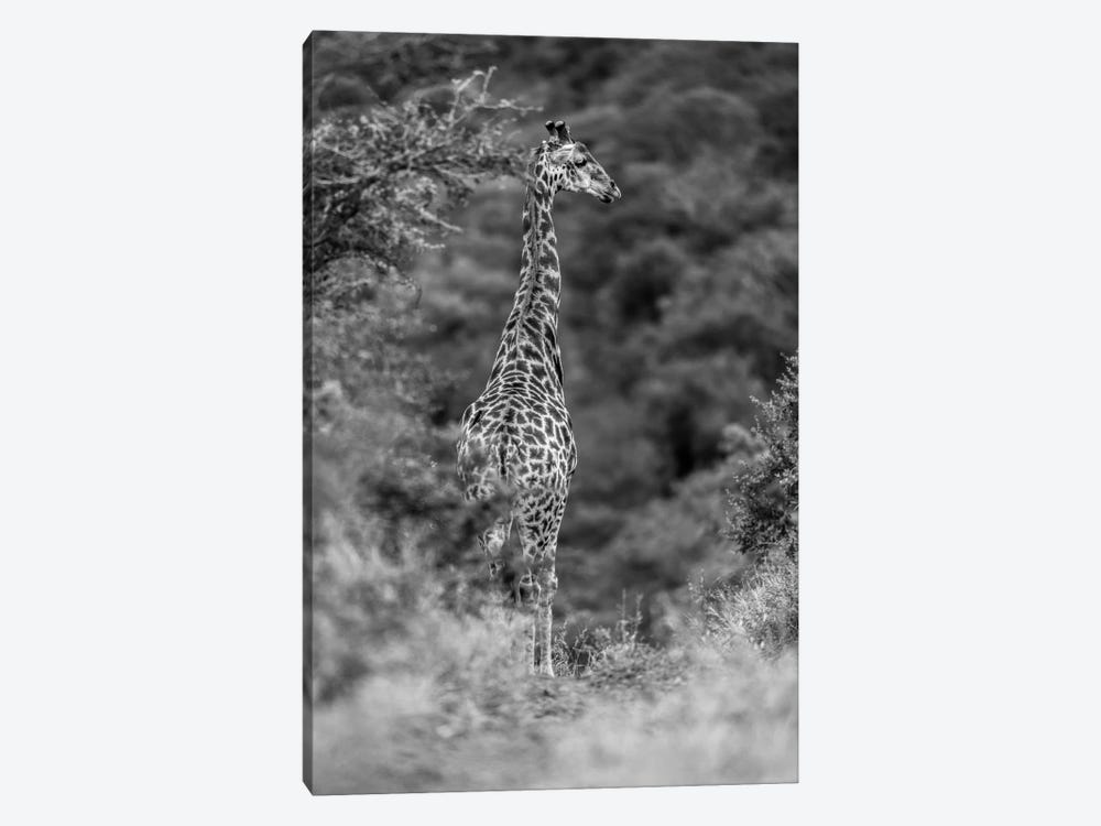 The Young Giraffe by Anders Jorulf 1-piece Canvas Art Print