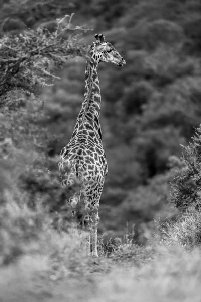 Giraffes: The Young Giraffe by Anders Jorulf
