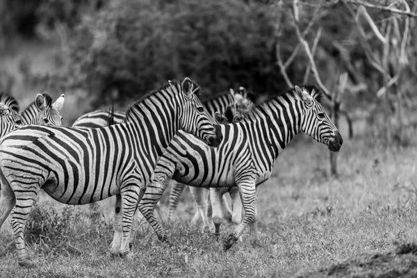 Zebras: The Zebra Family by Anders Jorulf