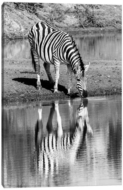 Zebra By The Water Canvas Art Print - Zebra Art