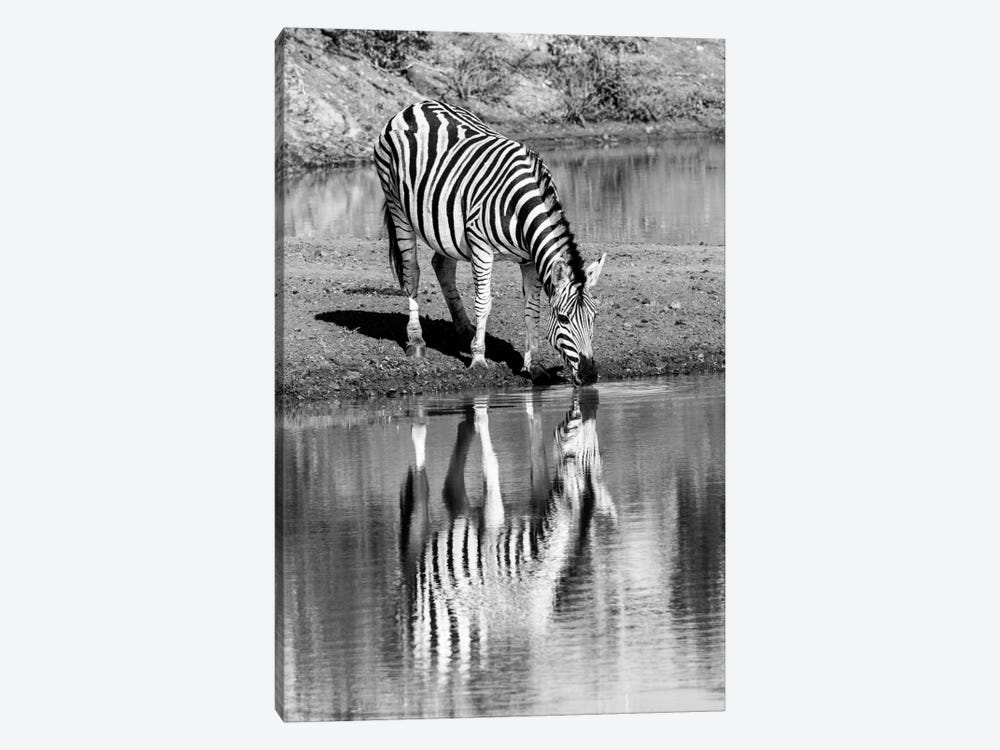 Zebra By The Water by Anders Jorulf 1-piece Canvas Print