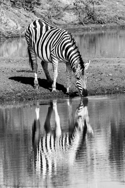 Anders Jorulf: Zebra By The Water by Anders Jorulf