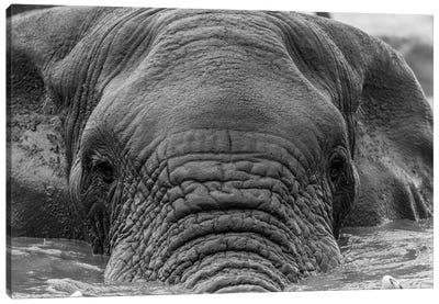 Elephant Partially Submerged Canvas Art Print - Black & White Animal Art