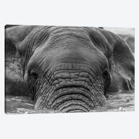 Elephant Partially Submerged Canvas Print #JOR64} by Anders Jorulf Canvas Art Print