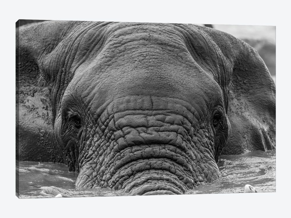 Elephant Partially Submerged by Anders Jorulf 1-piece Canvas Wall Art
