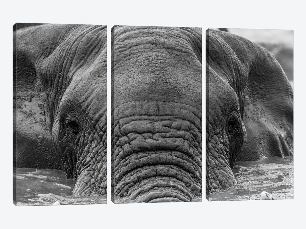 Elephant Partially Submerged by Anders Jorulf 3-piece Canvas Wall Art