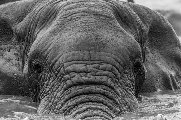 Anders Jorulf: Elephant Partially Submerged by Anders Jorulf