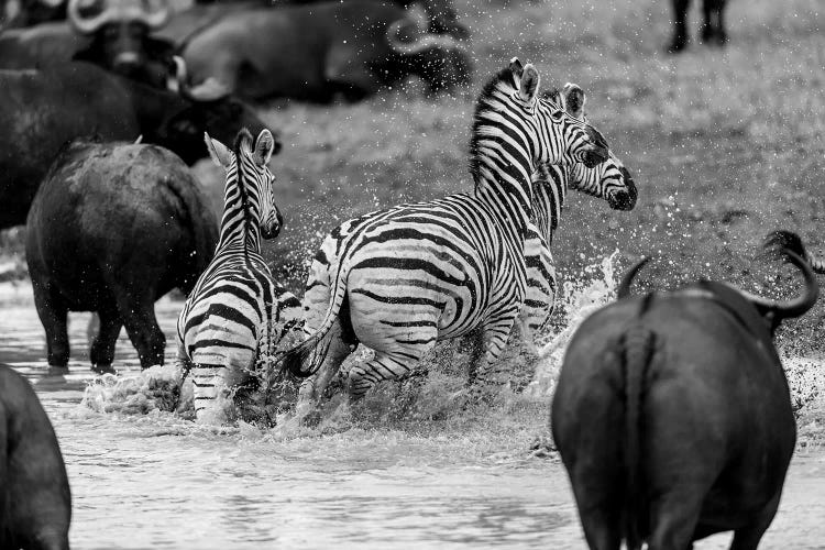 Zebras And Wildebeests