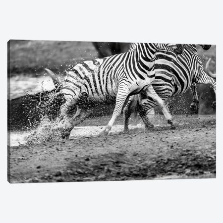 Zebras Running Canvas Print #JOR67} by Anders Jorulf Canvas Art Print