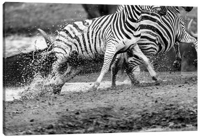 Zebras Running Canvas Art Print - Action Shot Photography