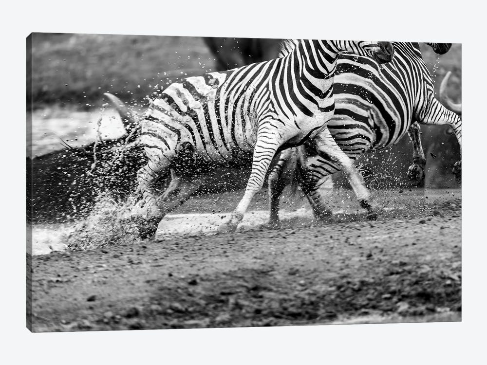 Zebras Running 1-piece Canvas Print