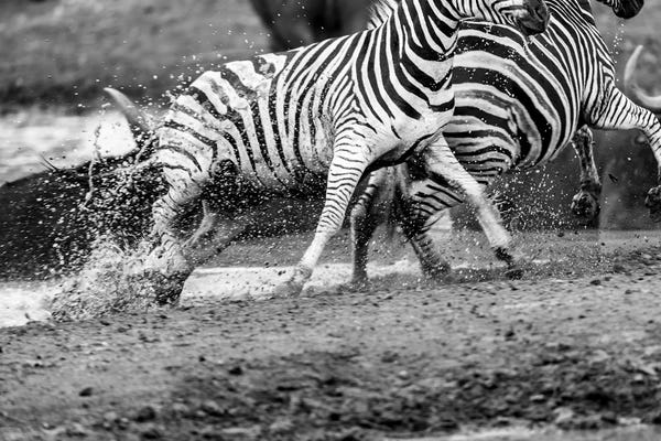 Action Shots: Zebras Running by Anders Jorulf