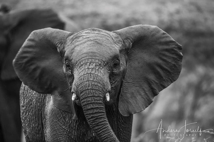 Baby Elephant