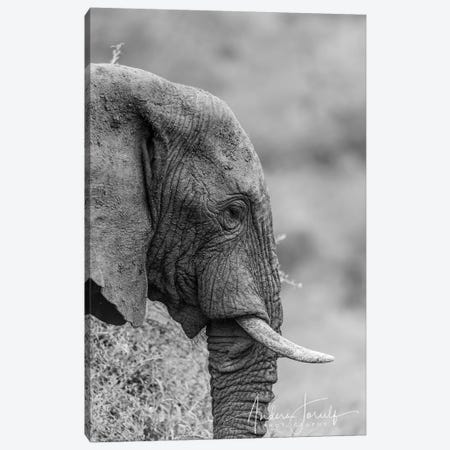 The Silent Elephant Canvas Print #JOR79} by Anders Jorulf Canvas Print