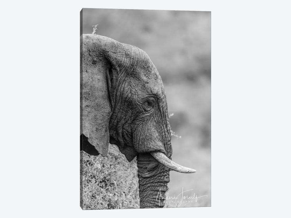 The Silent Elephant by Anders Jorulf 1-piece Canvas Artwork