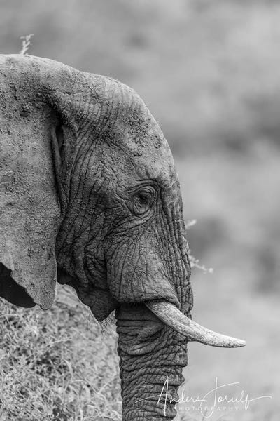 Anders Jorulf: The Silent Elephant by Anders Jorulf