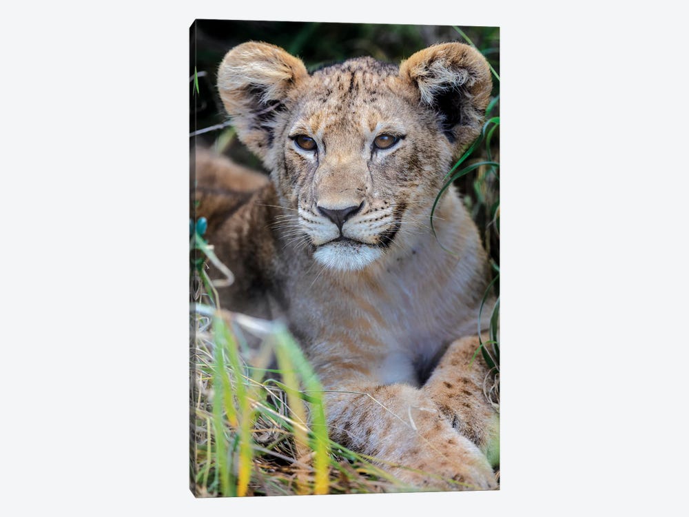 Baby Lion by Anders Jorulf 1-piece Canvas Wall Art