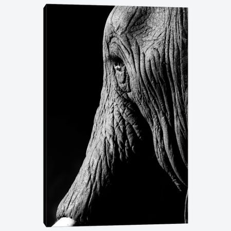 Elephant Canvas Print #JOR87} by Anders Jorulf Canvas Print