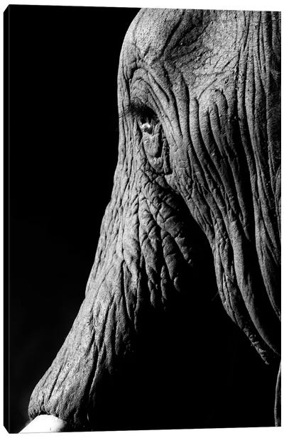 Elephant Canvas Art Print - Anders Jorulf