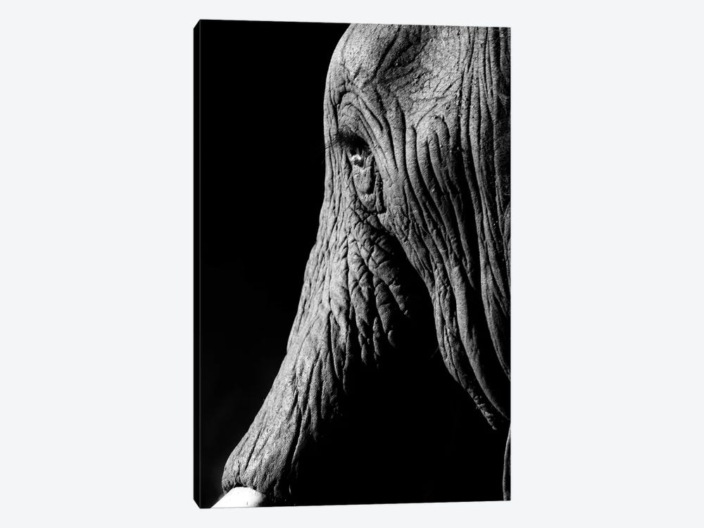 Elephant by Anders Jorulf 1-piece Canvas Art Print