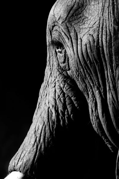 Anders Jorulf: Elephant by Anders Jorulf