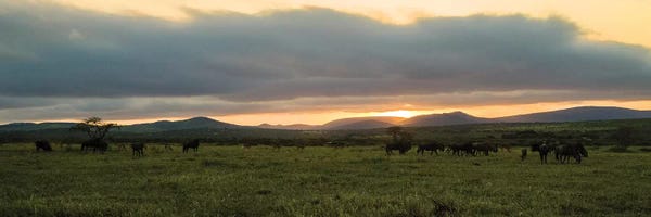 Anders Jorulf: Evening In The Wild by Anders Jorulf