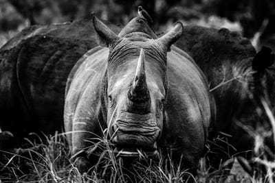 The Rhino by Anders Jorulf art print