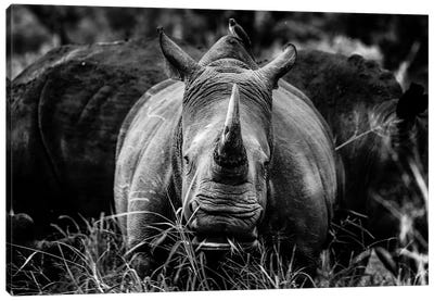 The Rhino Canvas Art Print