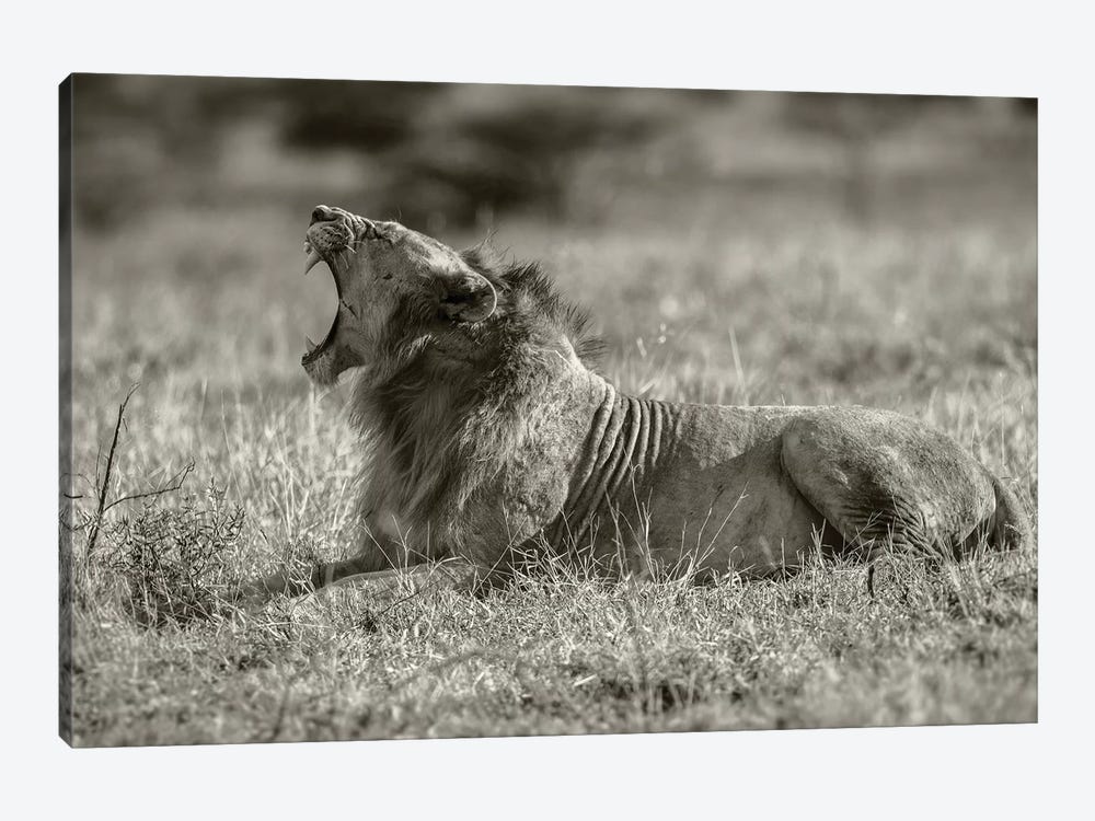 Lion by Anders Jorulf 1-piece Canvas Print