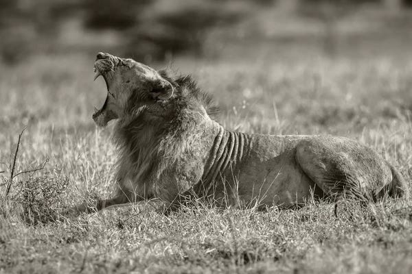 Sepia Photography: Lion by Anders Jorulf