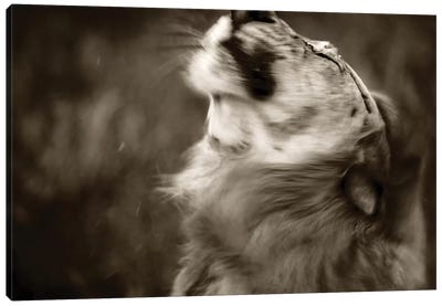 Lion Canvas Art Print - Sepia Photography